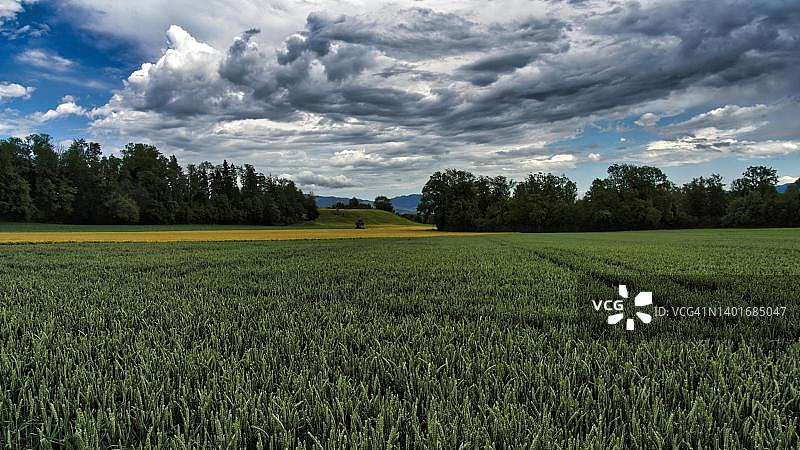 全景：瑞士施泰法的玉米田、森林、山丘和多云天空图片素材