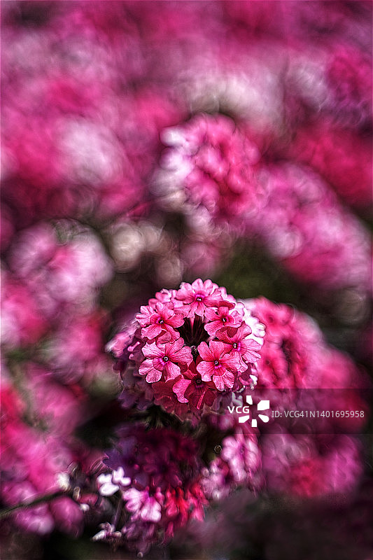 人工栽培的康乃馨图片素材