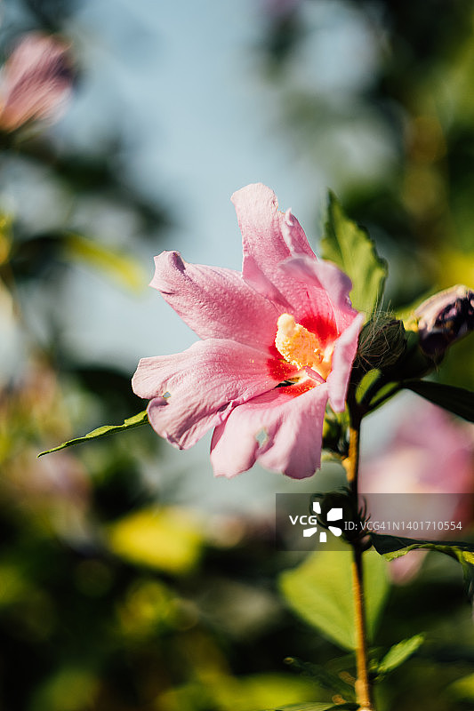 锦葵枝头上的花被绿叶包围着。冬青花的自然背景。图片素材