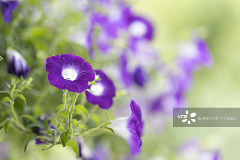 公园里的紫色植物特写图片素材