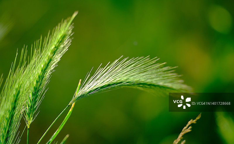 野生草本植物特写图片素材
