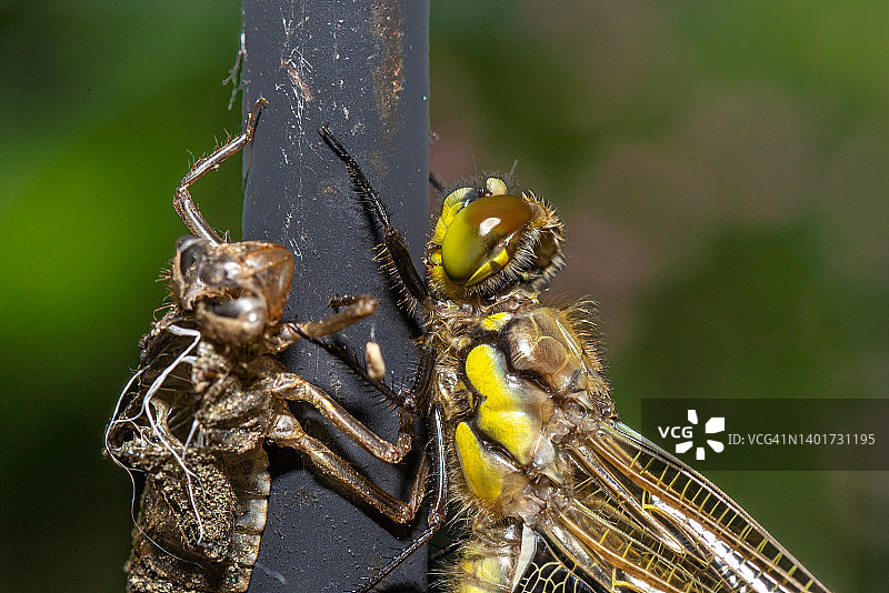 萤火虫的诞生图片素材