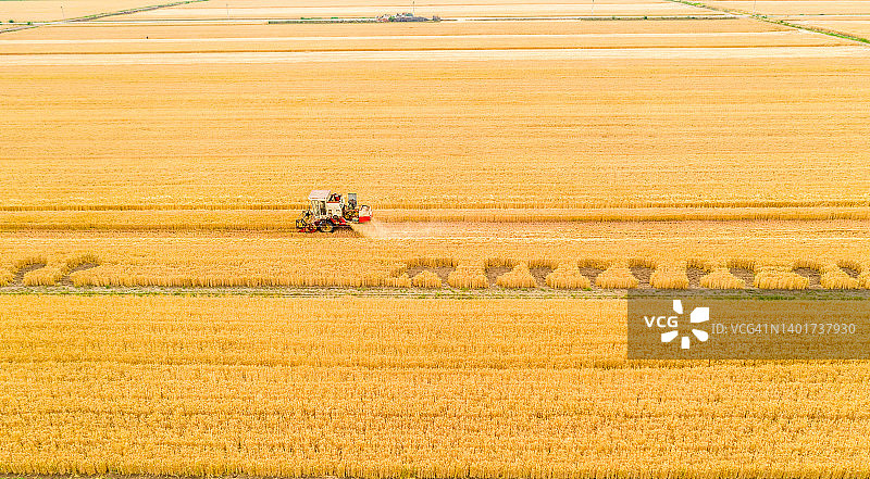 收割小麦田图片素材
