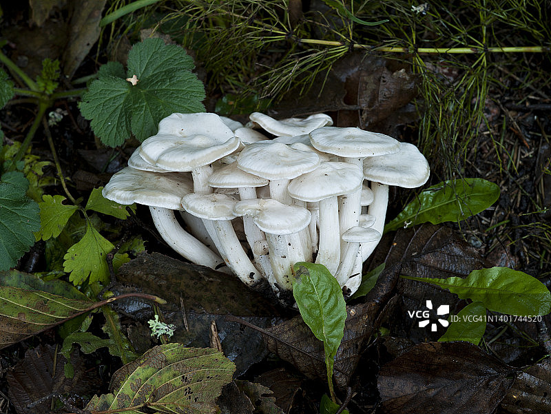 白色蘑菇图片素材