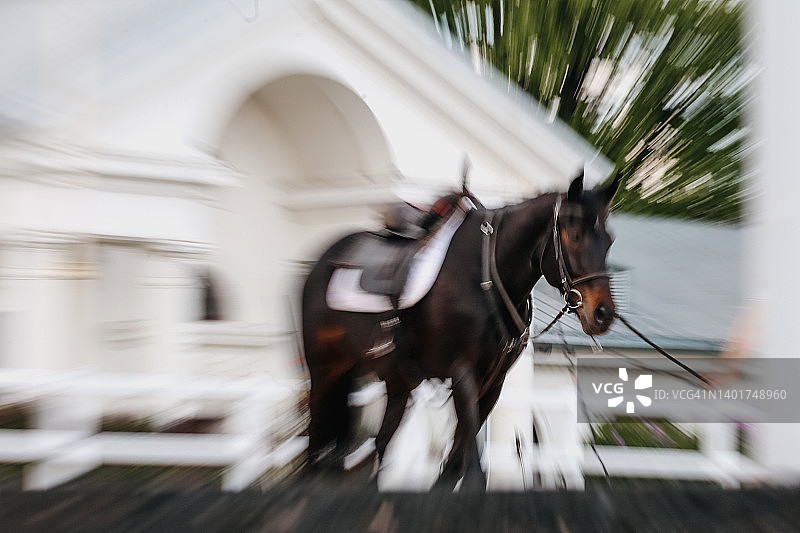 马厩里行走的马图片素材