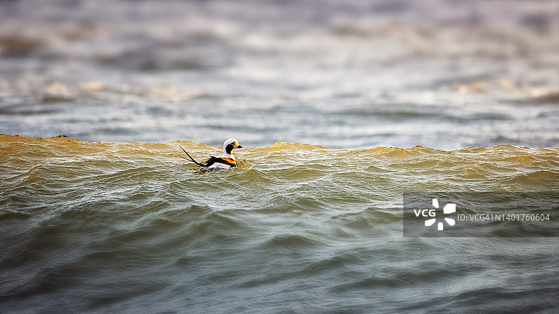 在岛屿海滩州立公园乘浪的美丽雄性长尾鸭图片素材