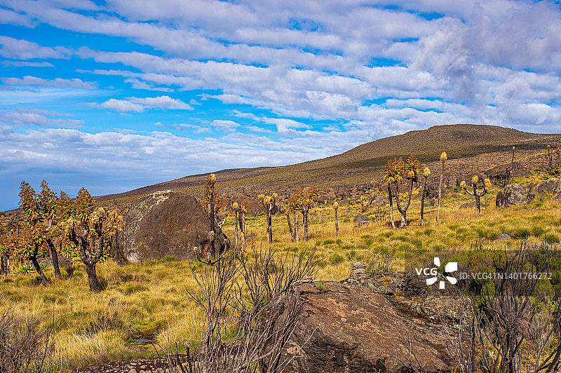 乞力马扎罗山的巨型千里光，从霍隆博营地到基博营地，坦桑尼亚高山沙漠图片素材