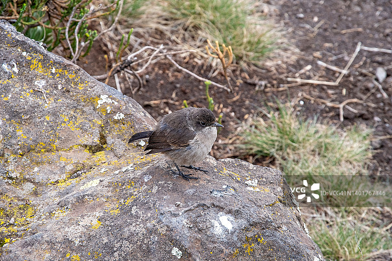 旧大陆森莺，乞力马扎罗山，坦桑尼亚图片素材