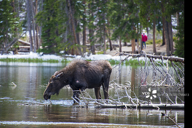 在斯普拉格湖边喝水的驼鹿图片素材
