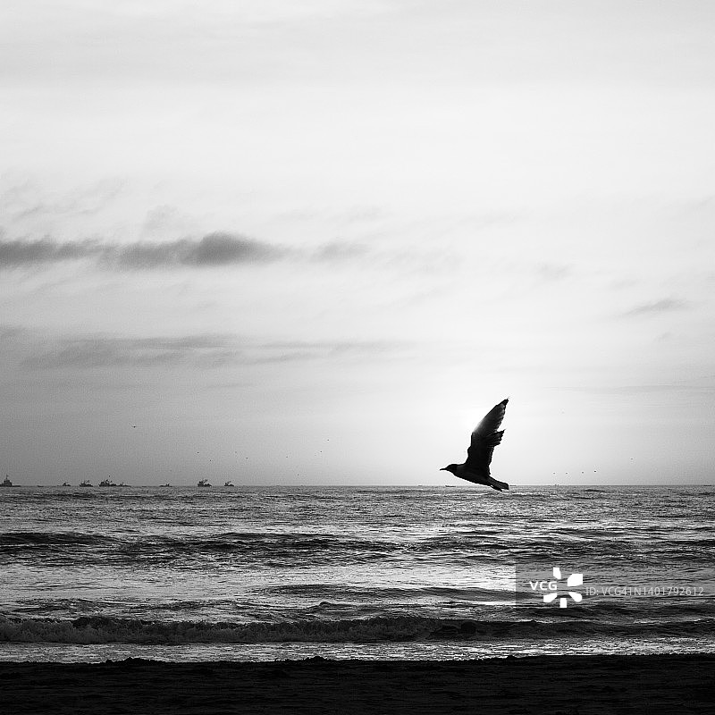 在海岸上的鸟图片素材
