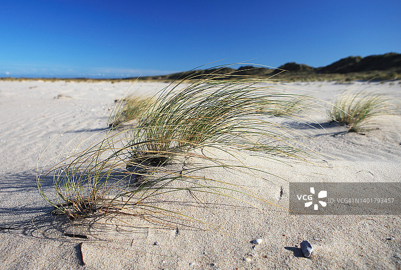 沙滩上的草图片素材