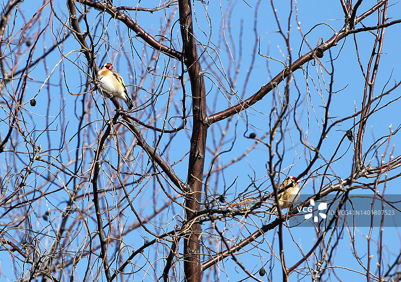 欧洲金翅雀图片素材