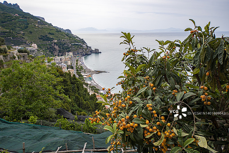 阿马尔菲海岸与柠檬种植图片素材