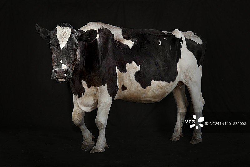 大型奶牛肖像图片素材