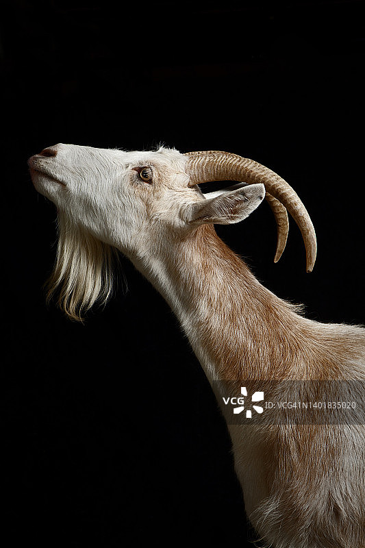 向上看的山羊肖像图片素材
