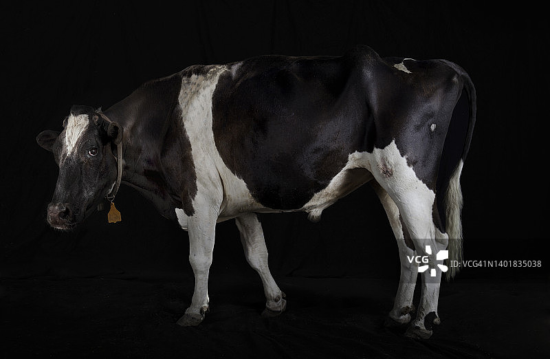 一名荷斯坦牛的全身像。图片素材