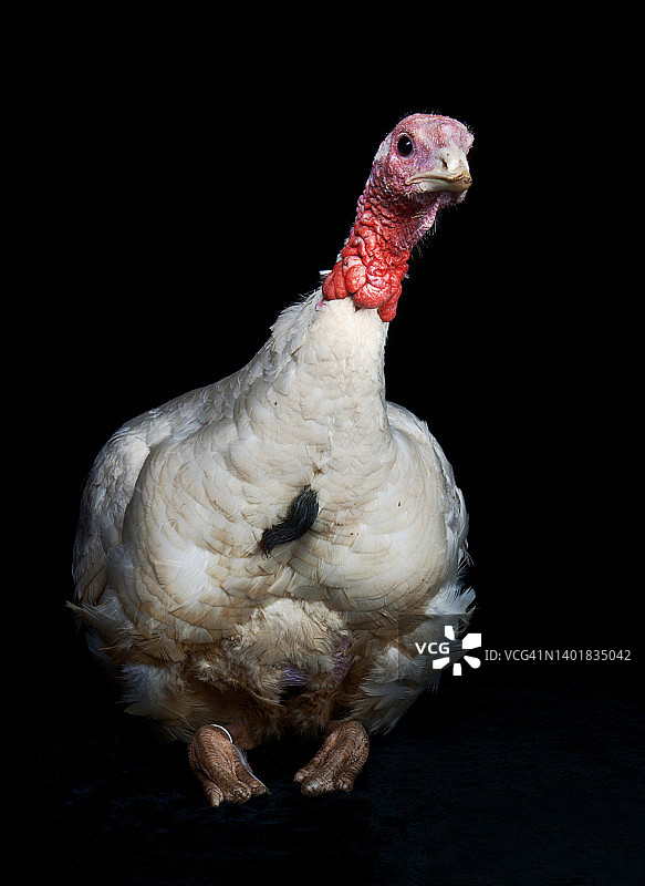 雄性火鸡的画像图片素材