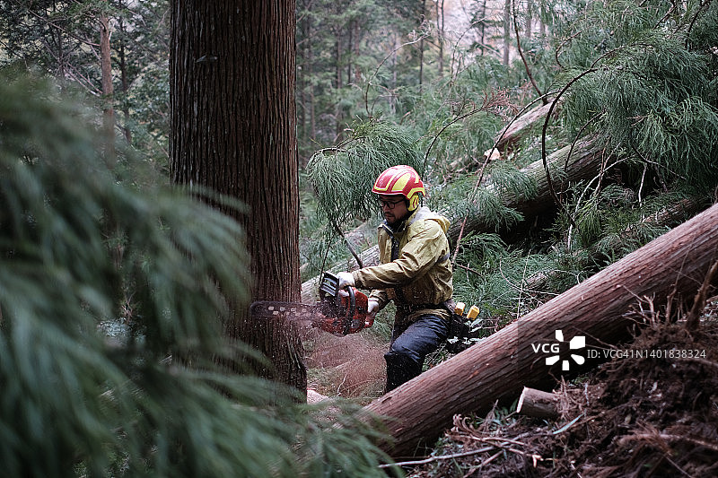 伐木工人砍树图片素材