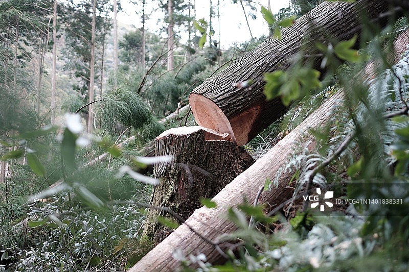 森林中被砍伐树木的树桩图片素材