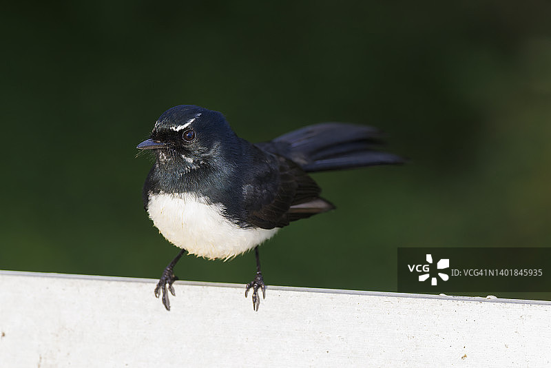 扇尾鹟图片素材
