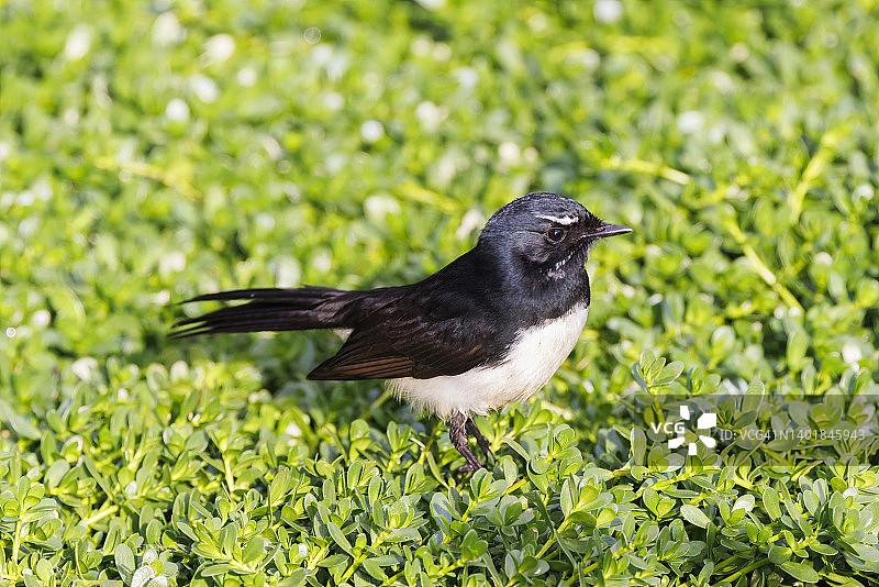 扇尾鹟图片素材