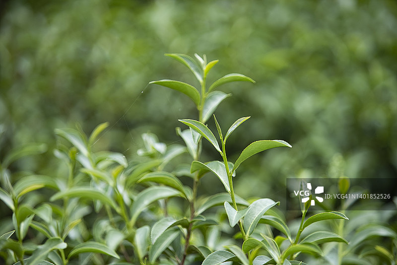 茶园茶叶俯视特写图片素材