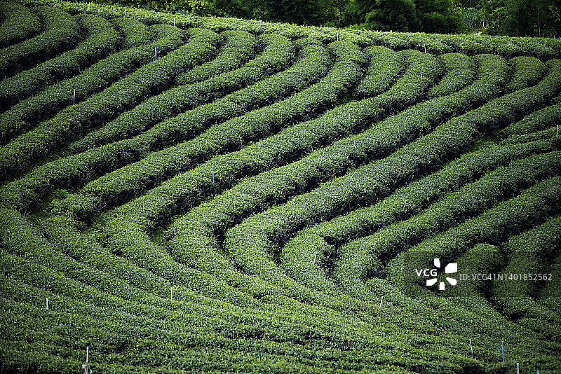 高地茶园与绿茶抹茶的优美风光图片素材