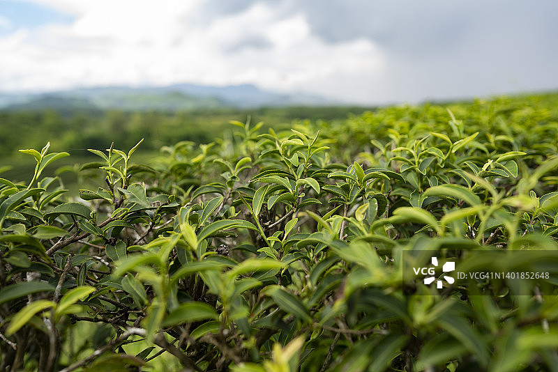 茶园茶叶俯视特写图片素材