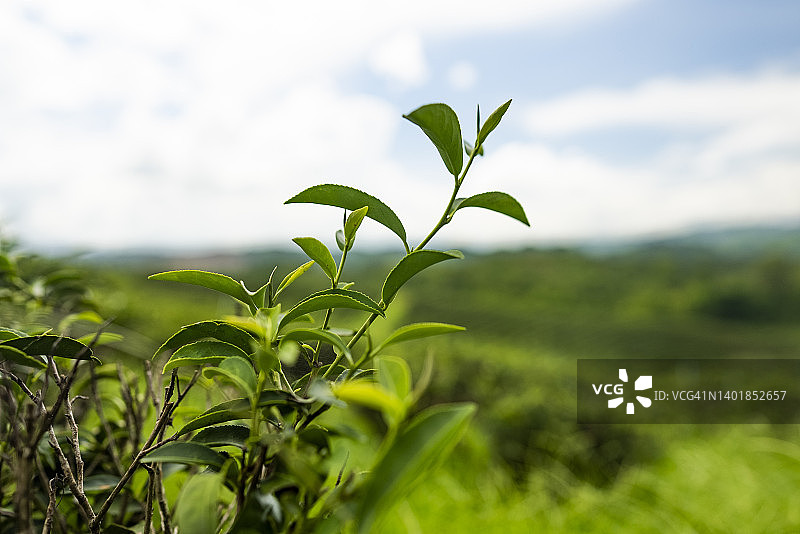 茶园茶叶俯视特写图片素材