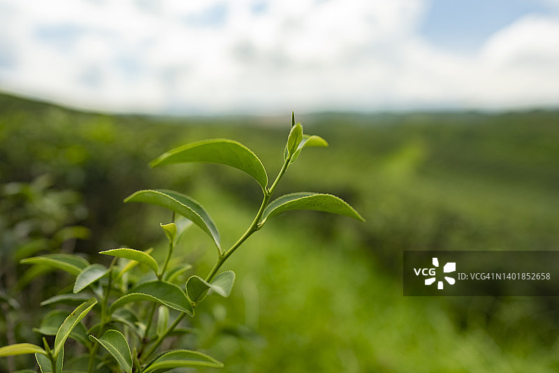 茶园茶叶俯视特写图片素材