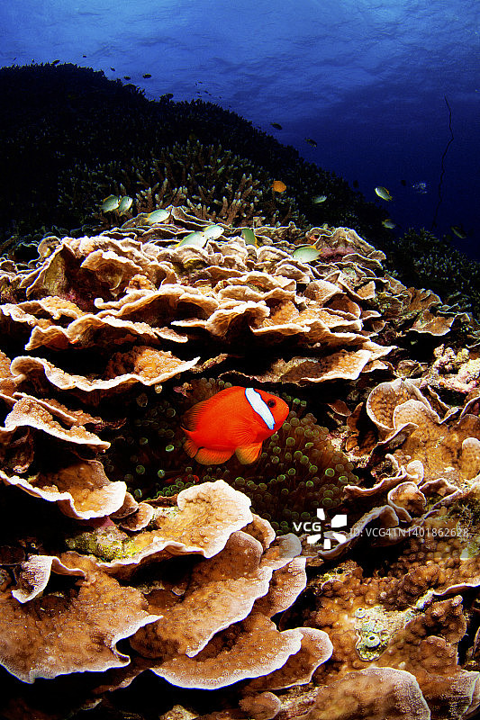 番茄海葵鱼图片素材