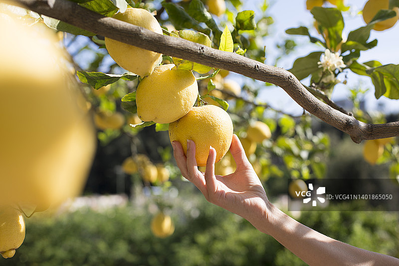 女人在伊斯基亚岛采摘新鲜柠檬图片素材