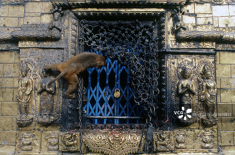 猴子试图在寺庙里抢食物（斯瓦扬布纳特，尼泊尔）图片素材