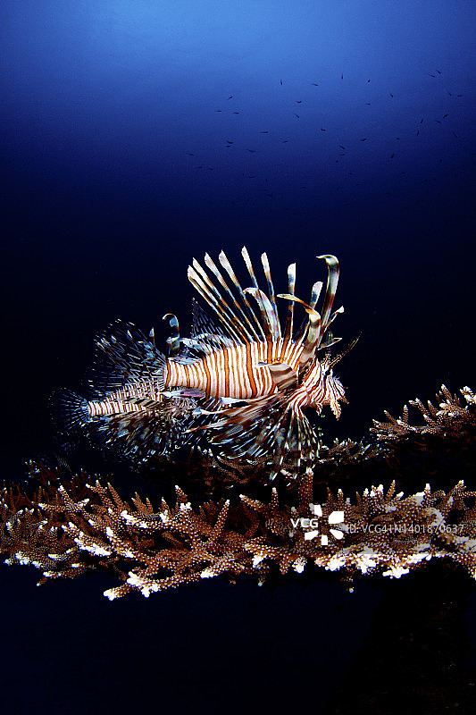 红色狮子鱼图片素材