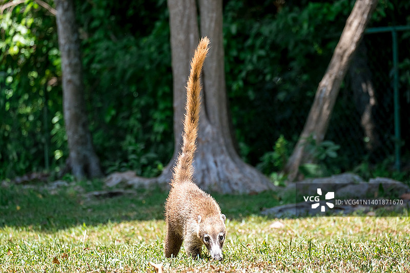 墨西哥森林中的南美浣熊图片素材