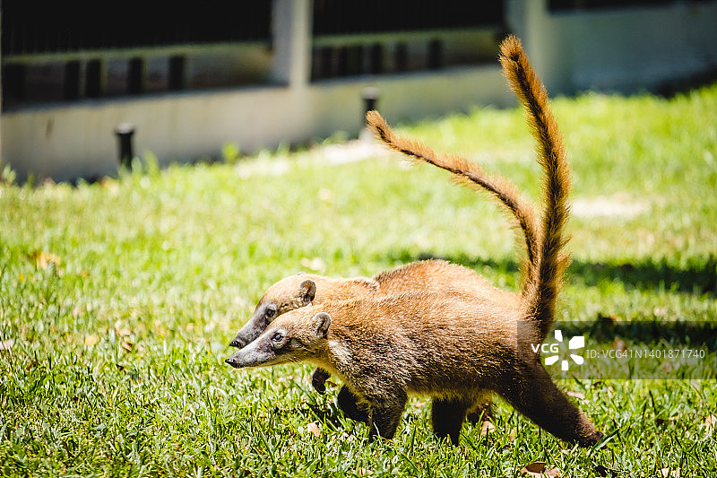 墨西哥森林中的南美浣熊图片素材