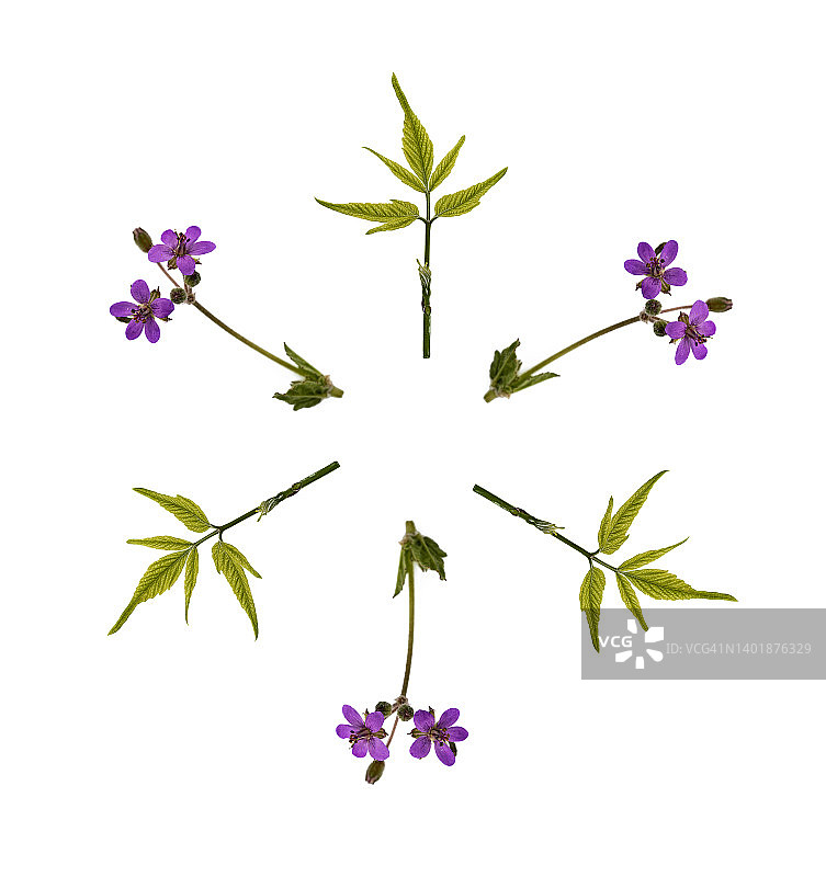 白色背景上鲜花和绿叶形成的圆圈特写图片素材