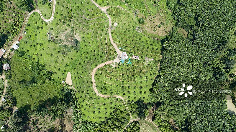 山区榴莲种植园航拍图片素材