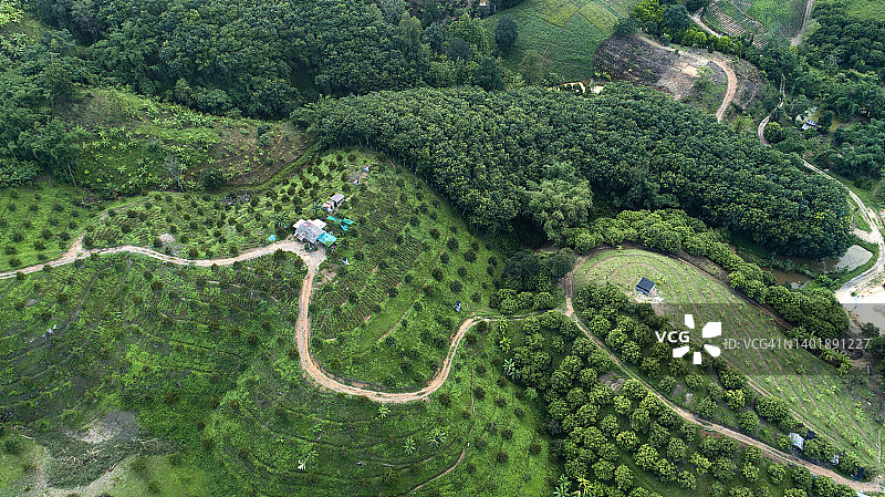 山区榴莲种植园航拍图片素材