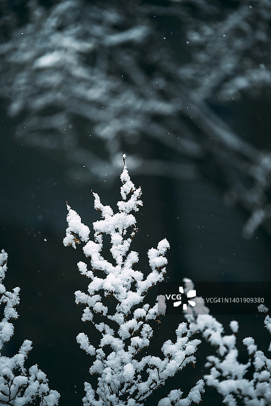被雪覆盖的云杉树枝：冬季自然风光图片素材