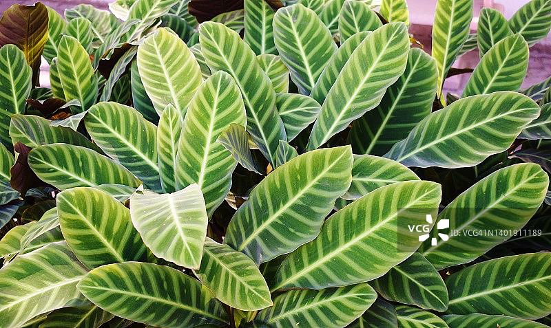 叶子形成线条艺术设计的青苹果竹芋图片素材