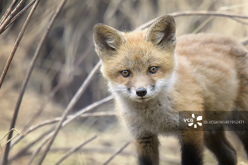 宾夕法尼亚州狐狸幼崽的可爱特写镜头图片素材