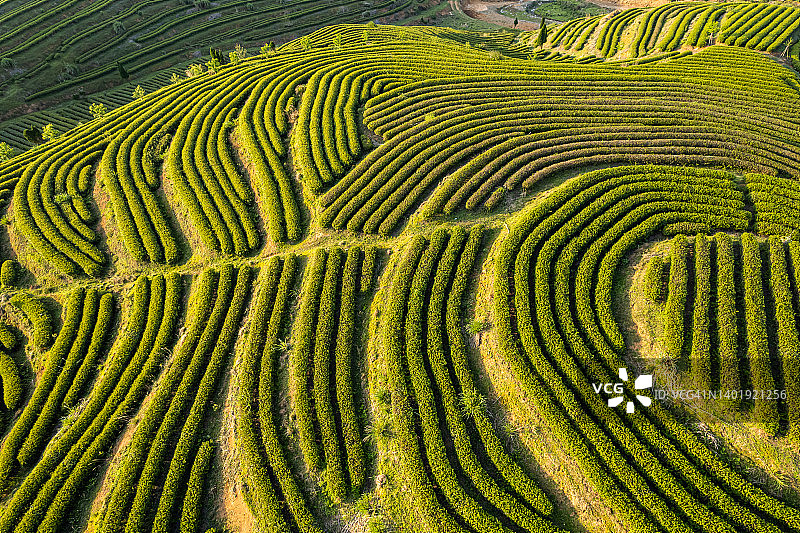 美丽茶园航拍图片素材
