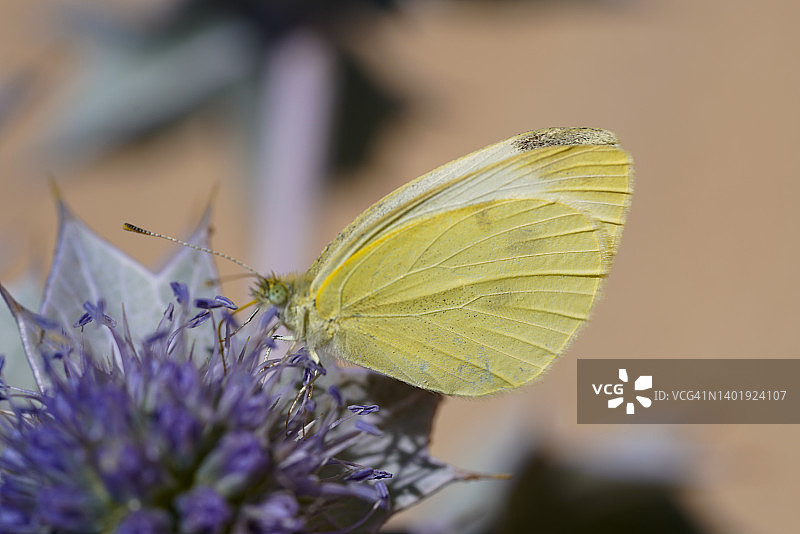 菜粉蝶图片素材