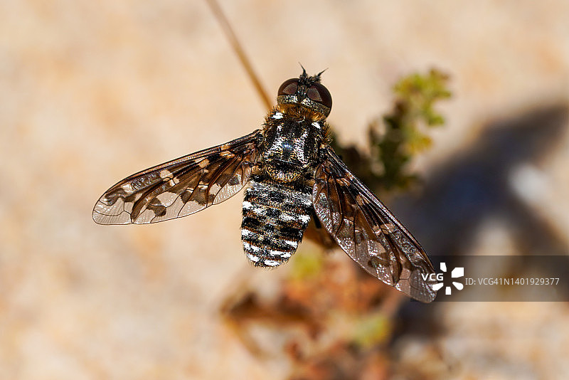 意大利埃克索食蚜蝇图片素材