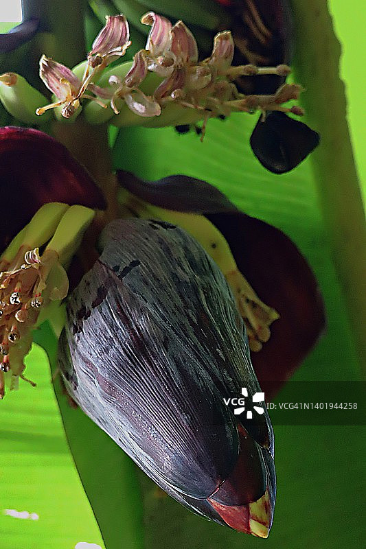 香蕉花特写图片素材