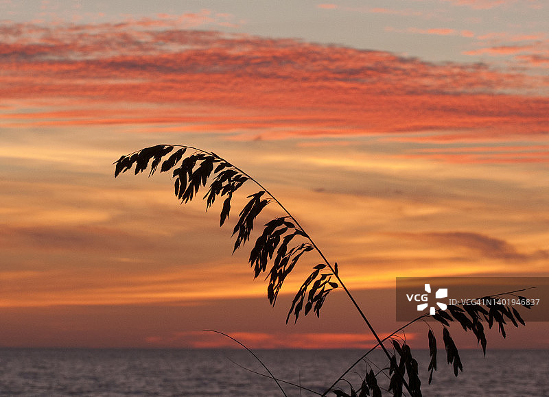 夕阳下的海燕麦轮廓——佛罗里达州迈尔斯堡海滩图片素材