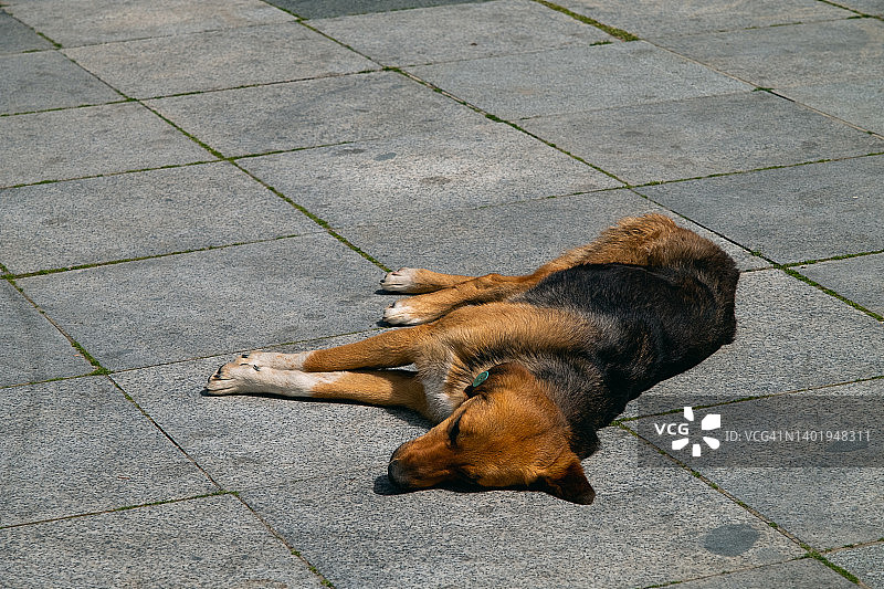 孤独的黑色流浪狗躺在路边图片素材