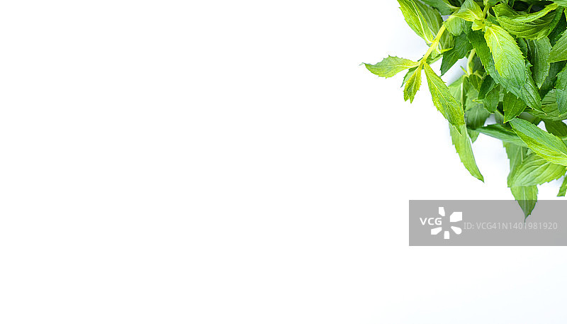 白色背景上的新鲜绿色薄荷叶束，健康食品或鸡尾酒的天然成分，味觉概念图片素材