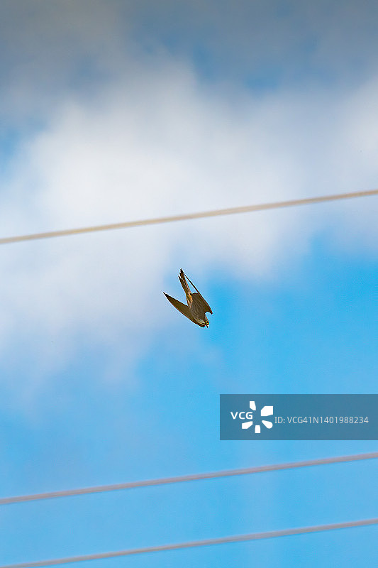 埃莉奥诺拉隼（Falco eleonorae）俯冲狩猎，鸟类摄影，野生动物图片素材
